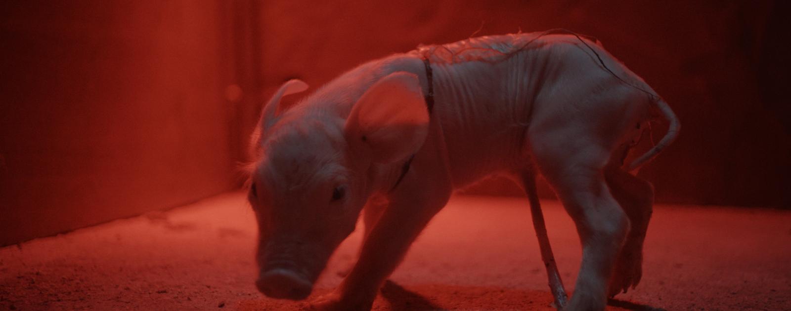 Leonie, skeet en de biggen filmstill1