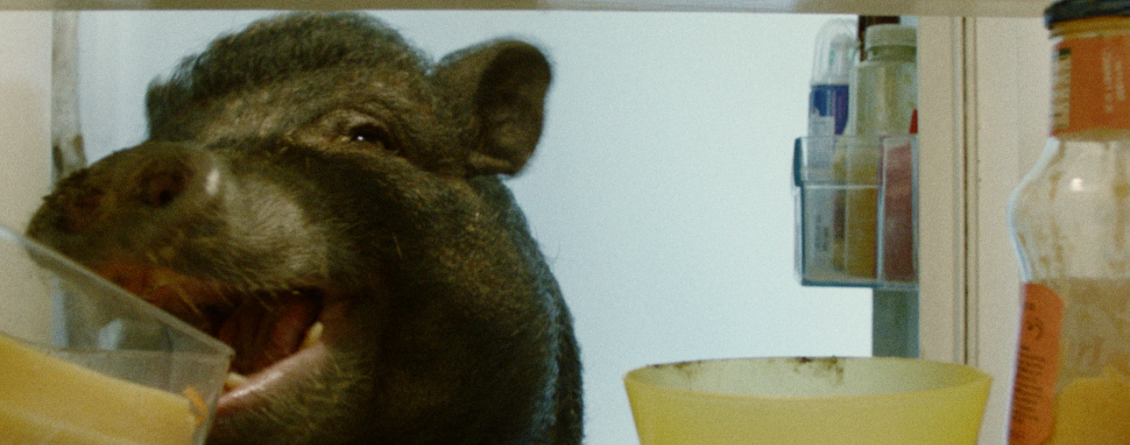 Nelson het mini varken  filmstill